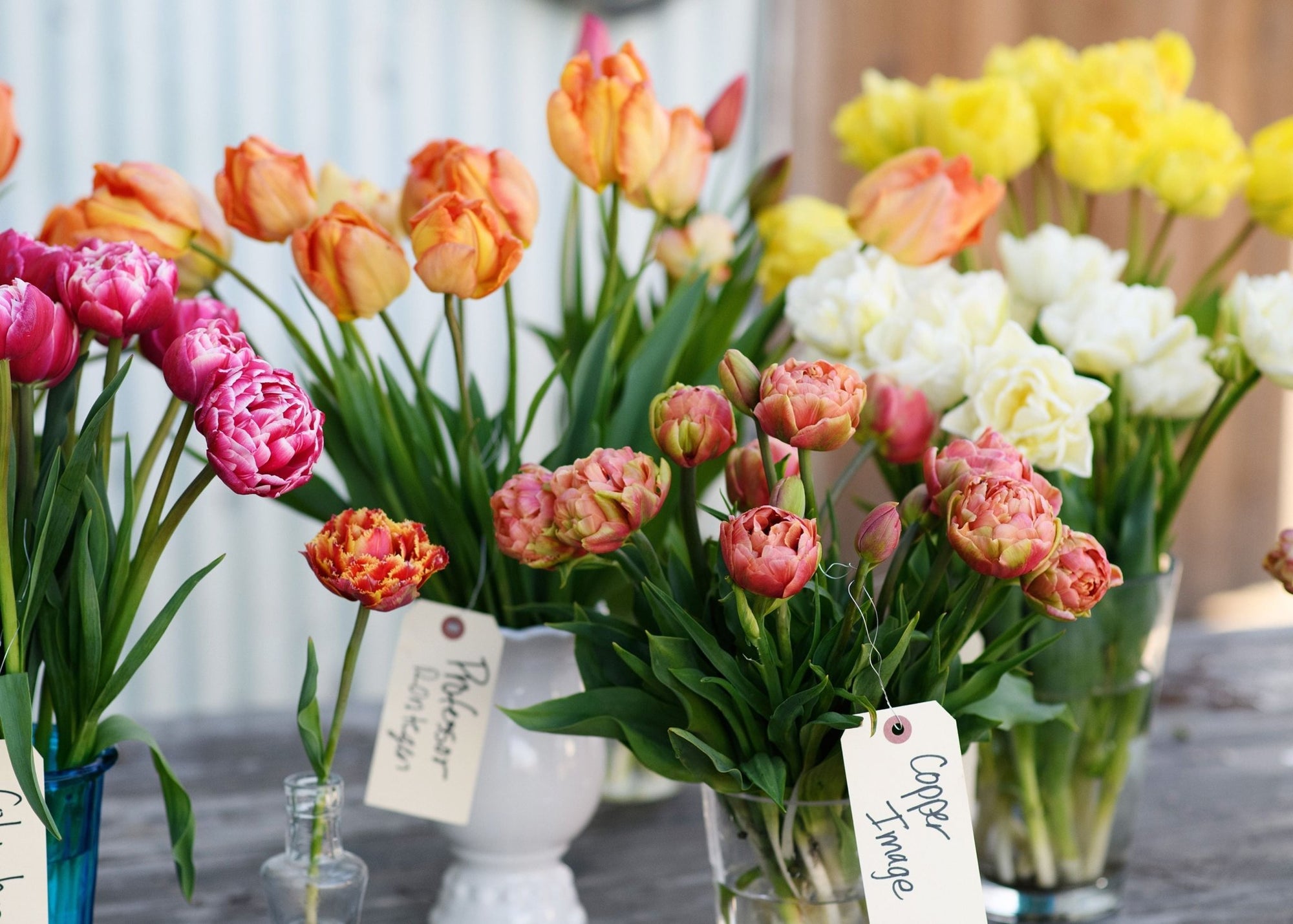 4 Tips For Growing Tulips In Warm Climates - Menagerie Farm & Flower