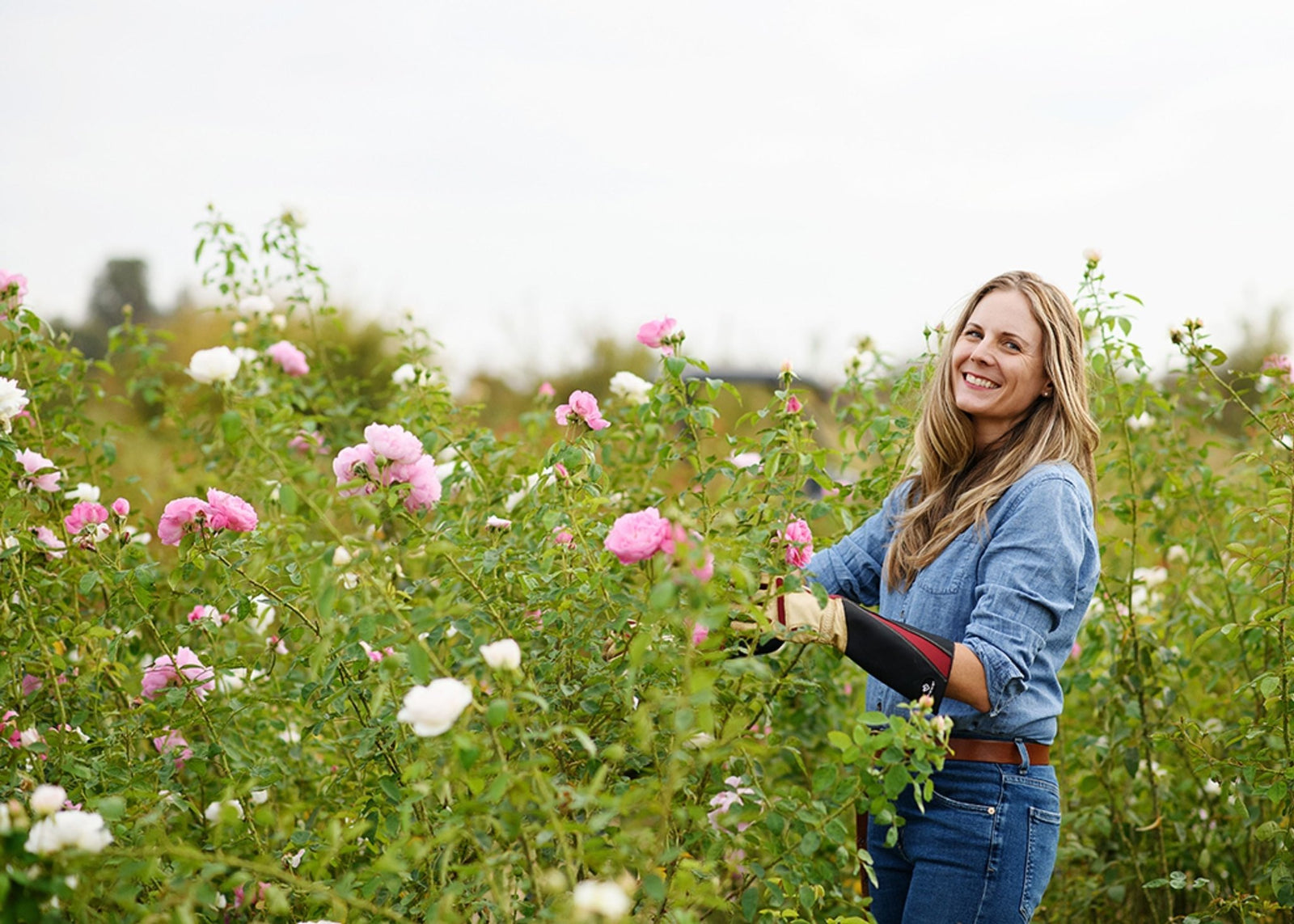 Ask Felicia: Fall Pruning Tips for Garden Roses - Menagerie Farm & Flower