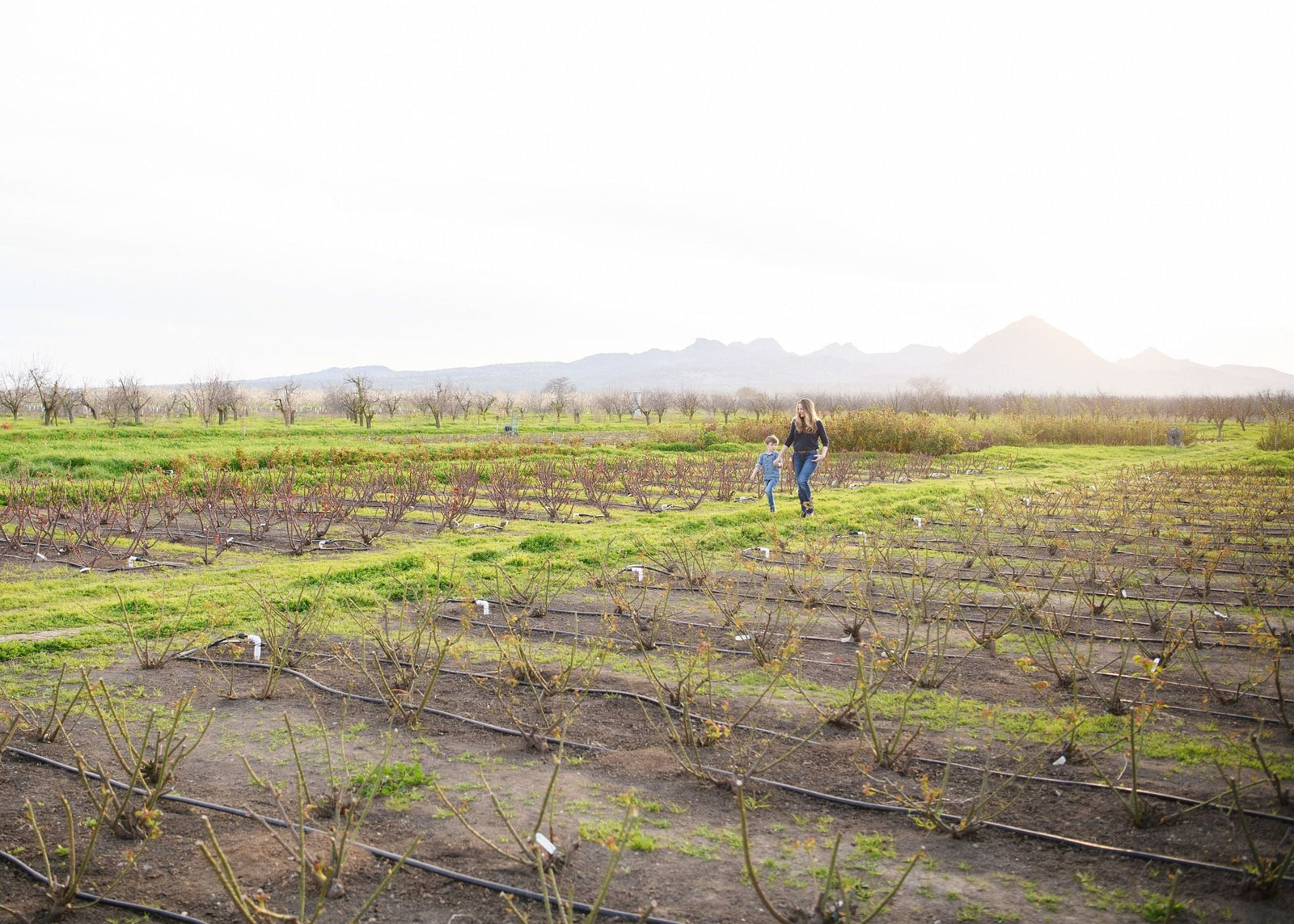 Ask Felicia: Should You Use Dormant Oil on Bare Root Roses? - Menagerie Farm & Flower