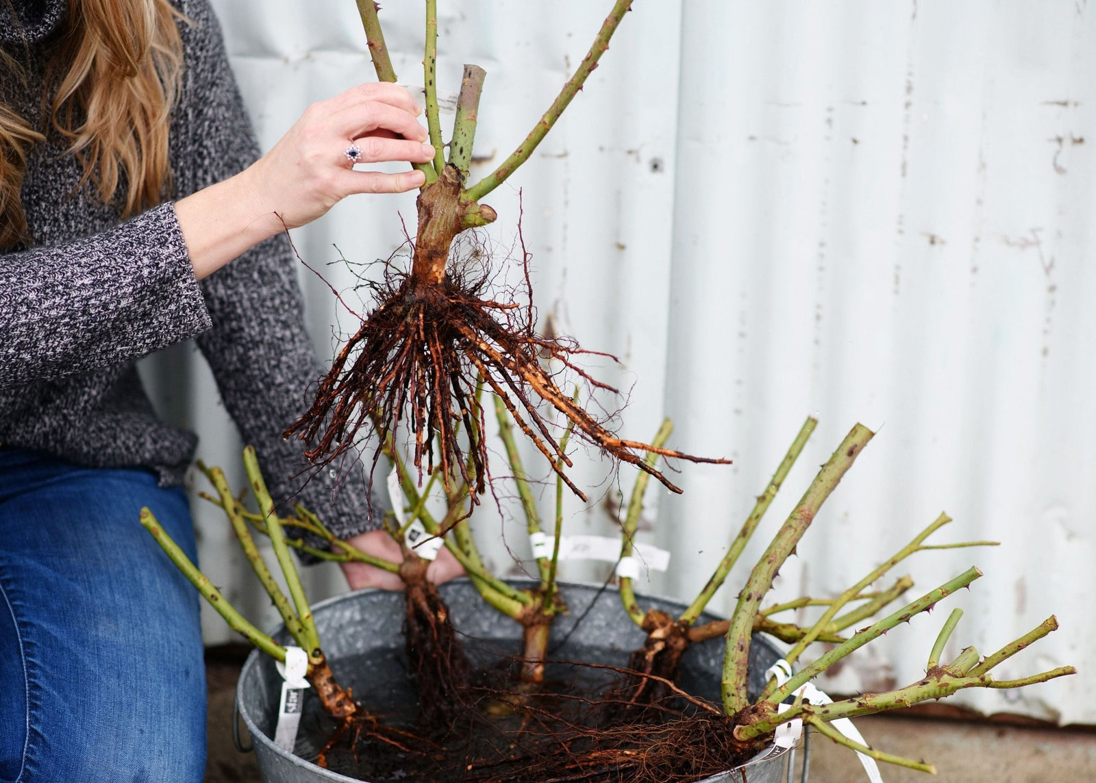 Ask Felicia: Which is Better – Own Root or Grafted Bare Root Roses? - Menagerie Farm & Flower
