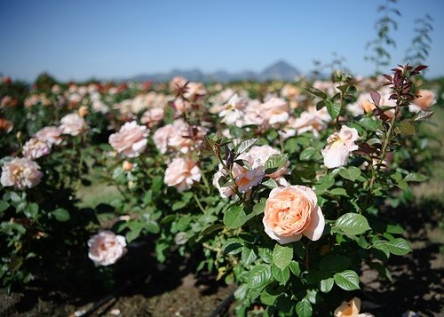 Transplanting roses online