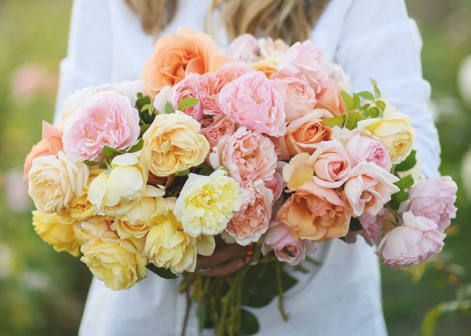 News Vol 27: How To Treat Rose Diseases - Menagerie Farm & Flower