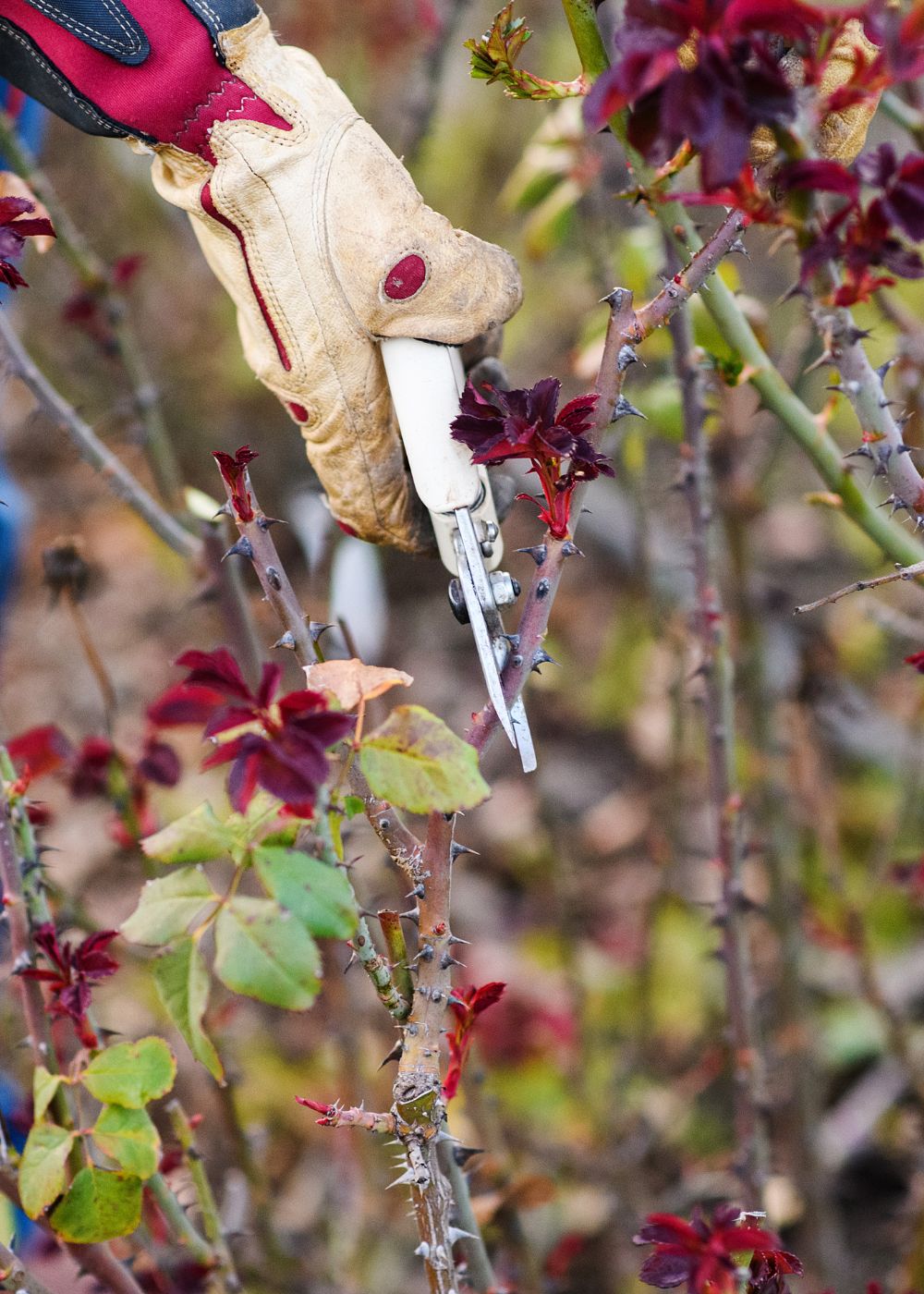 Seasonal: Winter Rose Care - Menagerie Farm & Flower