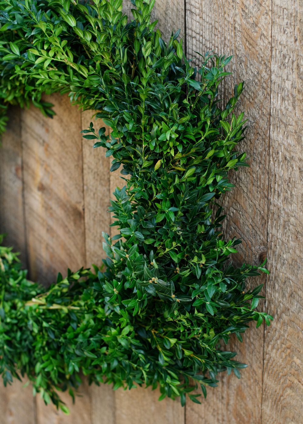 Classic Boxwood Holiday Wreath - Menagerie Farm & Flower