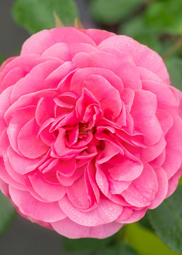 leonardo-da-vinci-rose-bare-