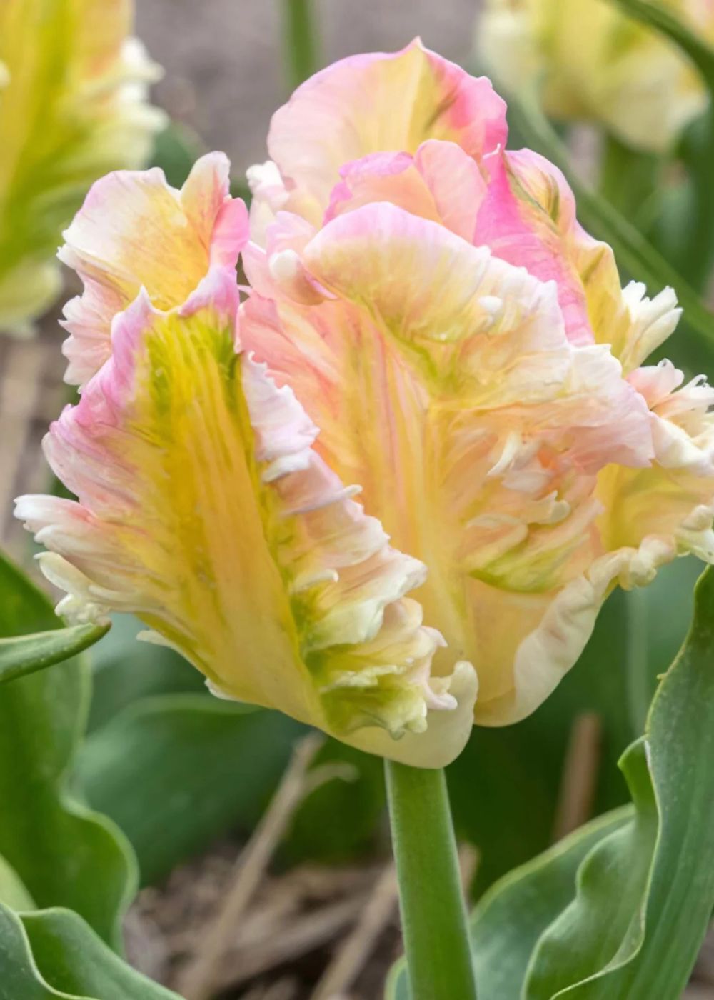 Pre - Cooled Cabanna Parrot Tulip Bulbs - Menagerie Farm & Flower