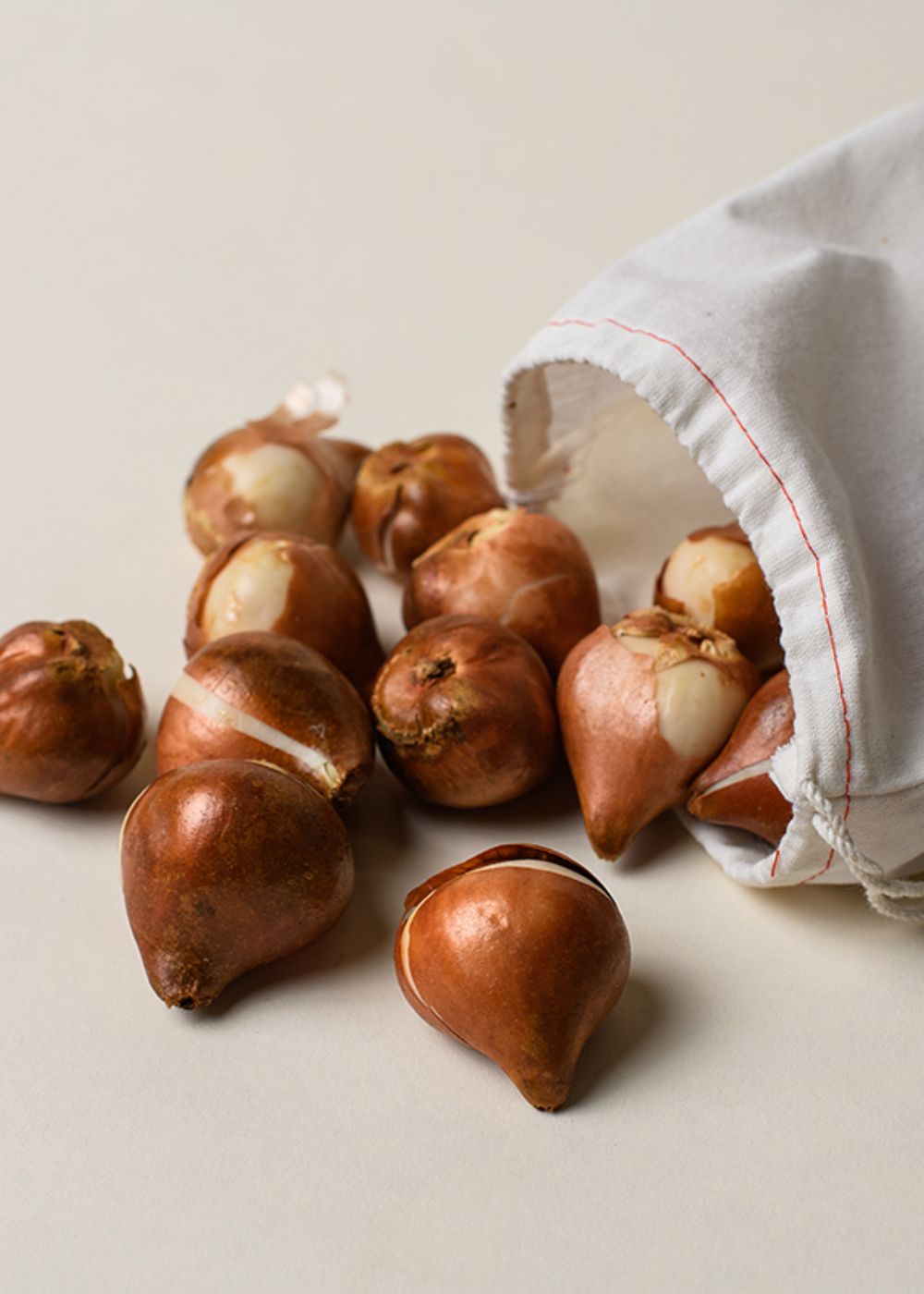 Pre - Cooled Tulip Bulbs Over The Rainbow Collection - Menagerie Farm & Flower