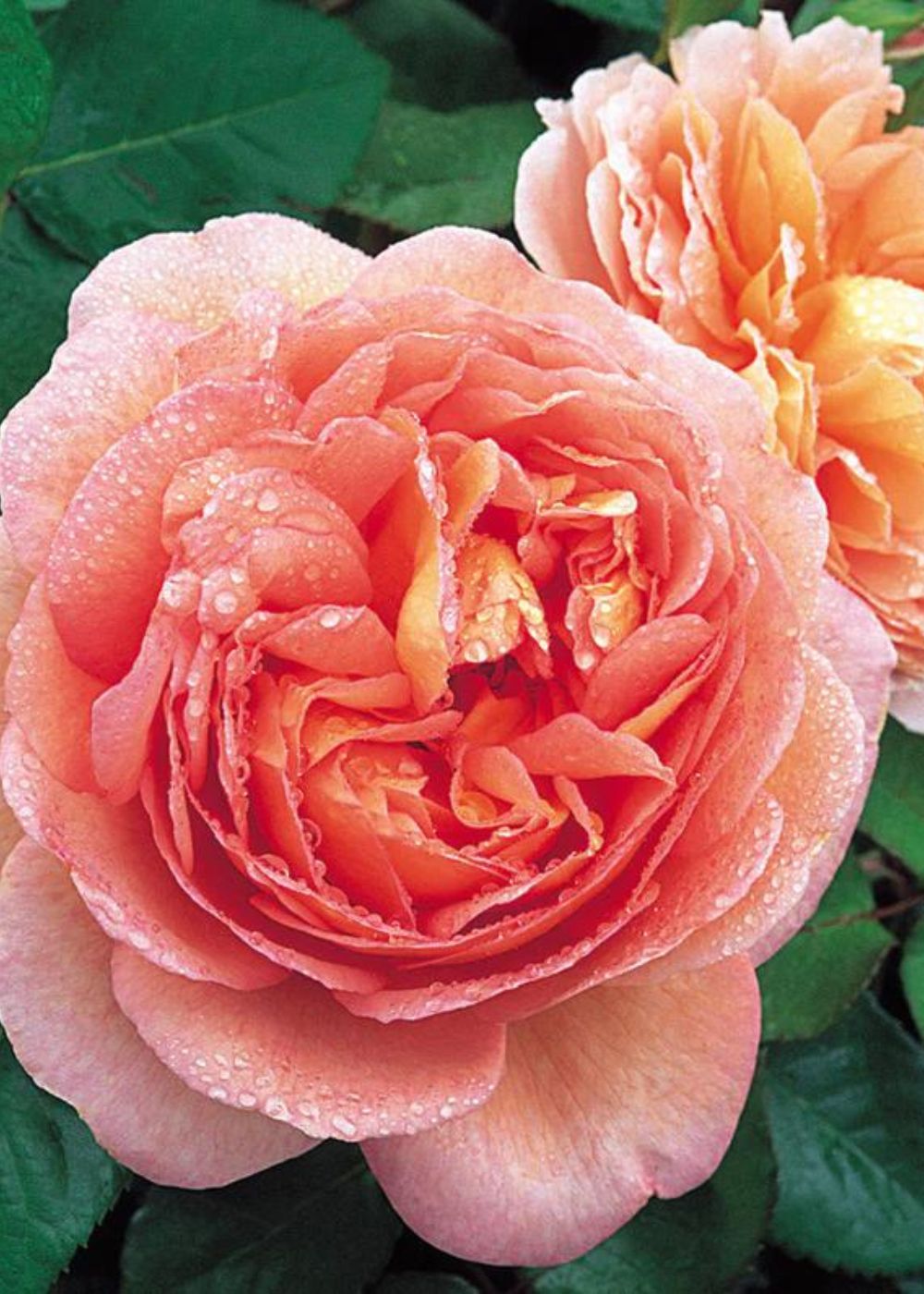 Abraham Darby® Rose Bare Root (Archived) - Menagerie Farm & Flower