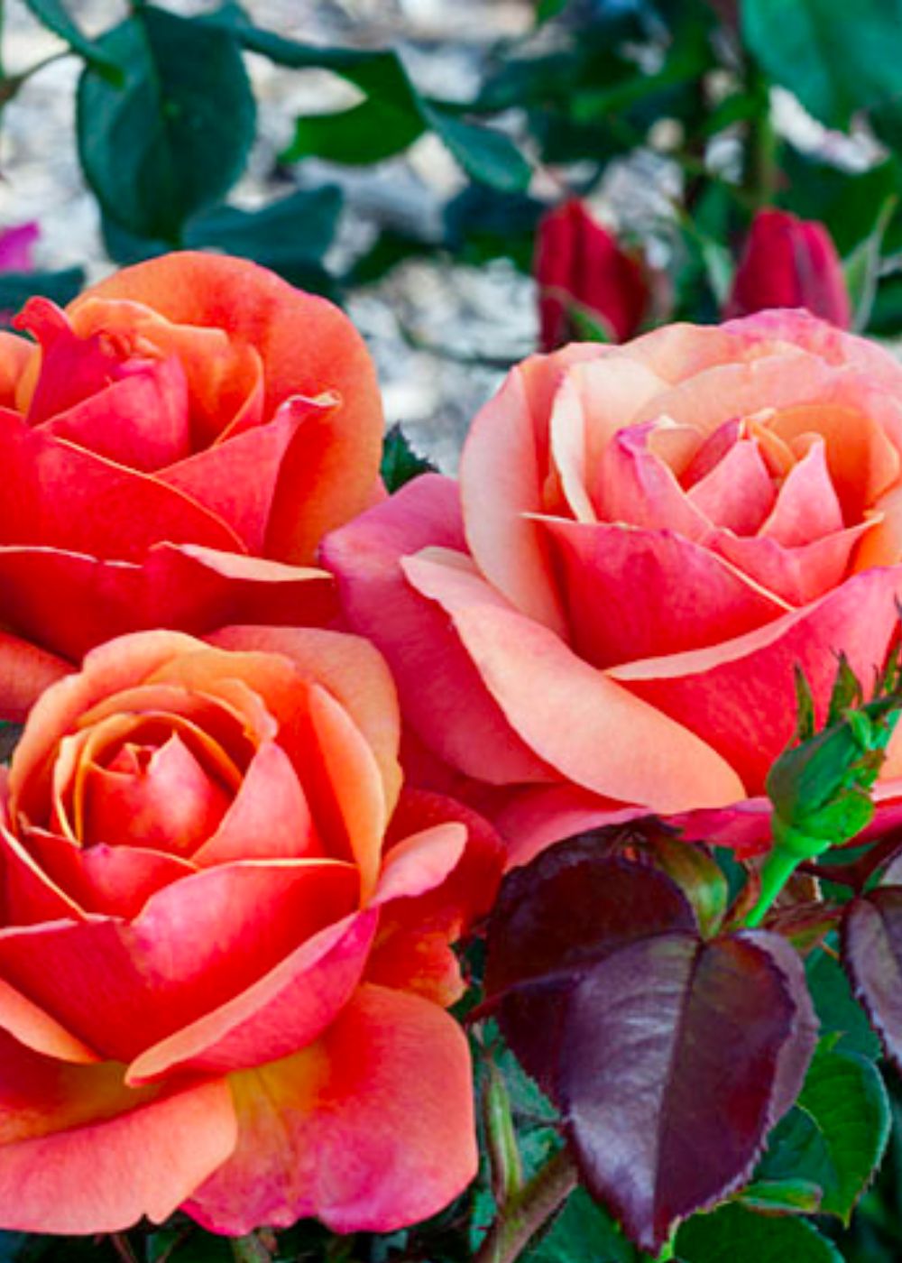 Anna's Promise® Rose Bare Root - Menagerie Farm & Flower