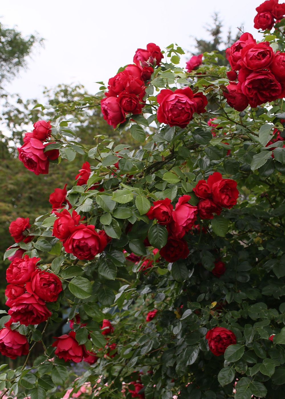 Arborose® Florentina™ Climbing Rose Bare Root - Menagerie Farm & Flower