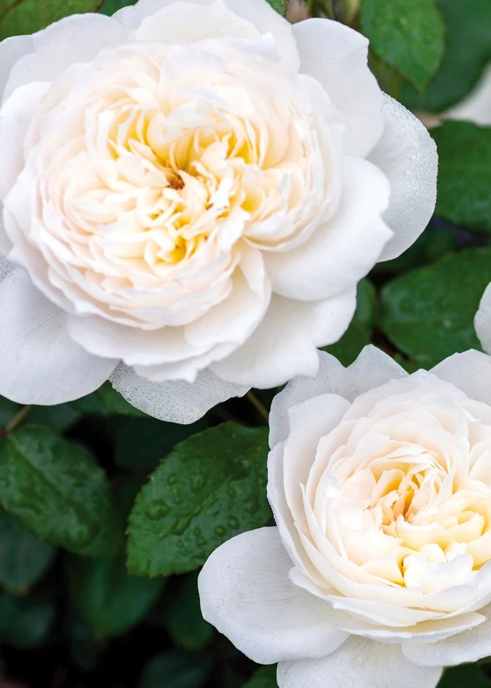 Bolero™ Potted Tree Rose - Menagerie Farm & Flower