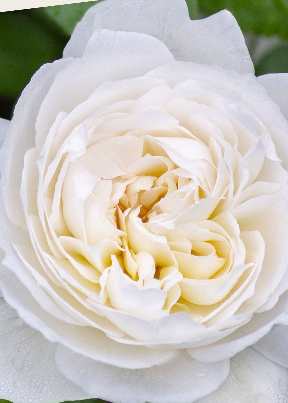 Bolero™ Rose Bare Root - Menagerie Farm &amp; Flower