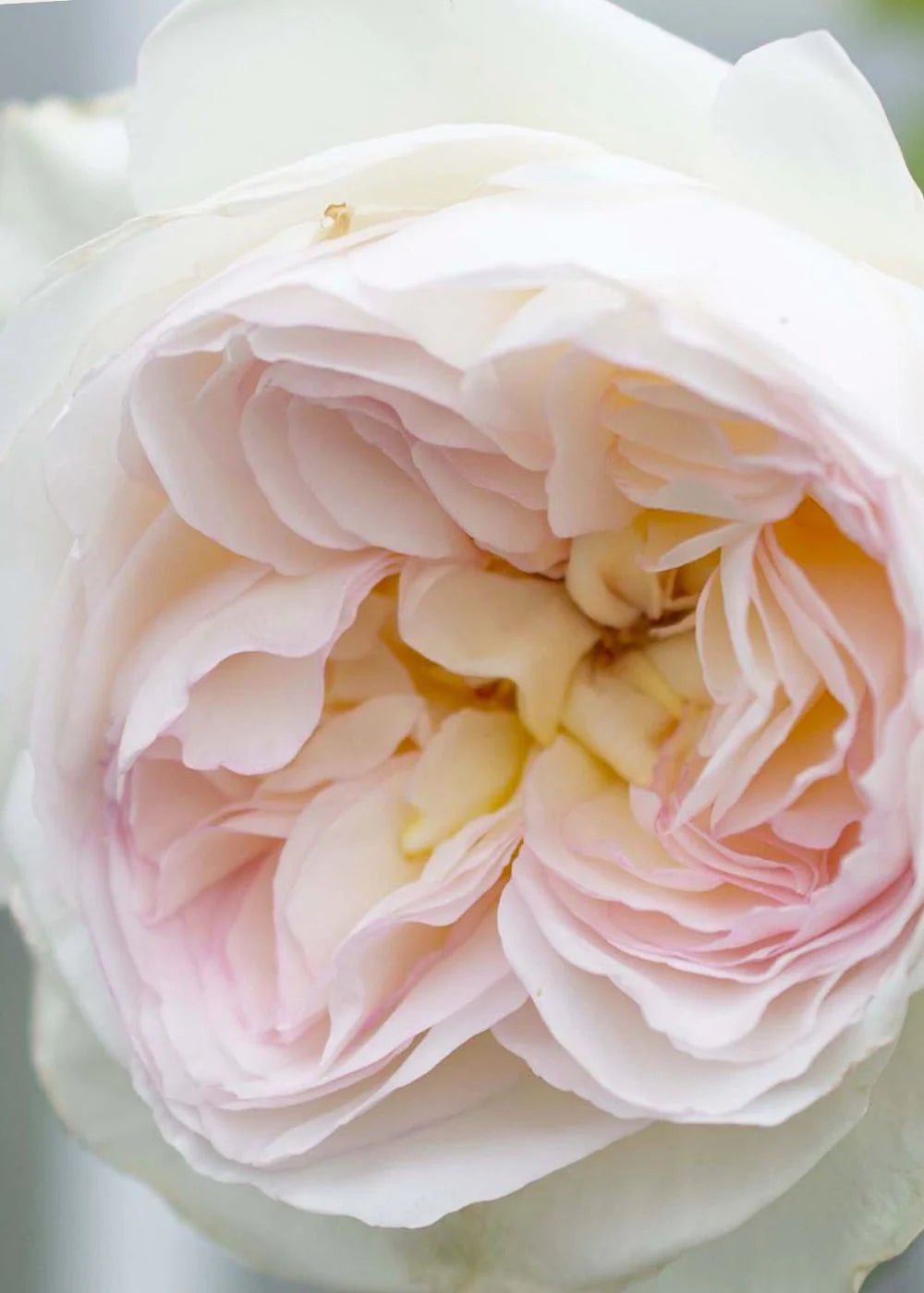 Bolero™ Rose Potted - Menagerie Farm &amp; Flower