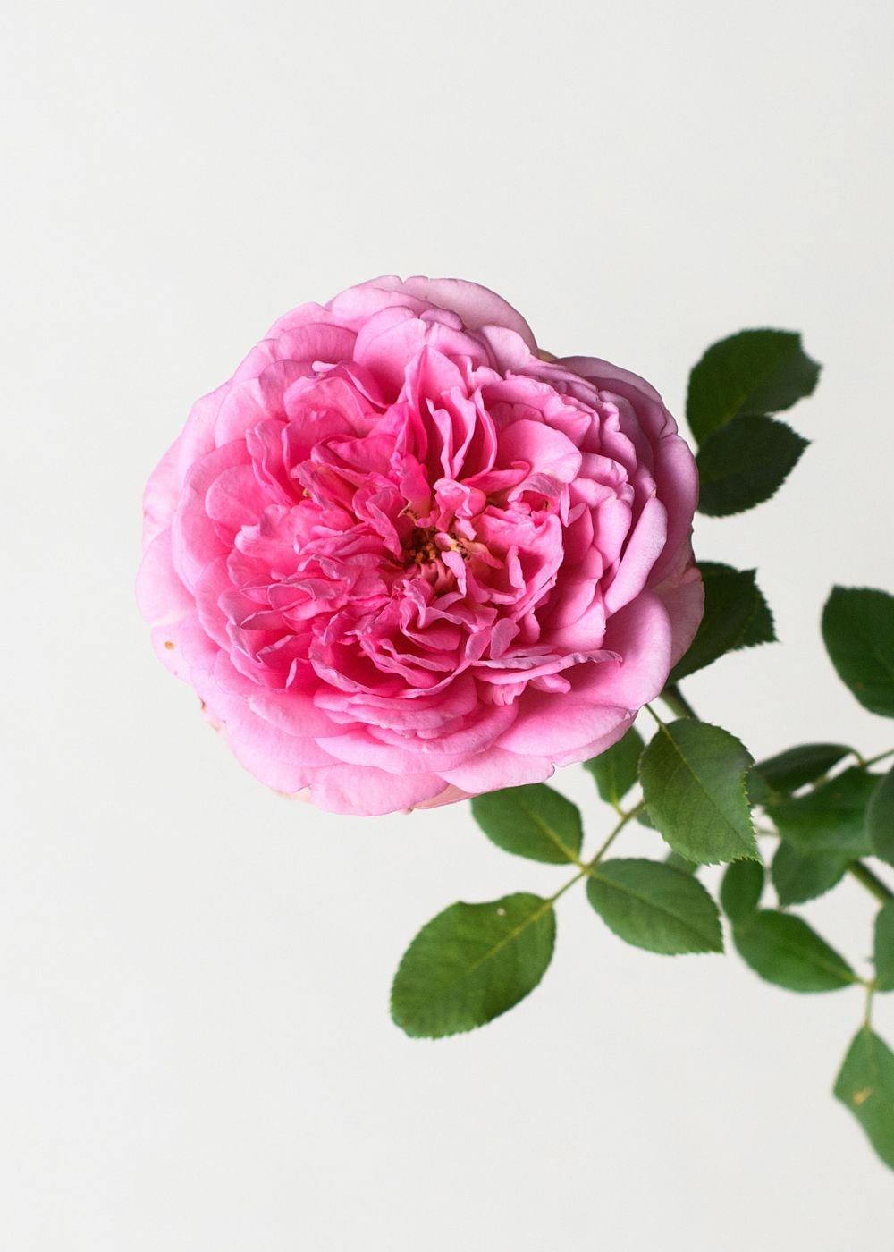 Boscobel Rose Bare Root - Menagerie Farm & Flower