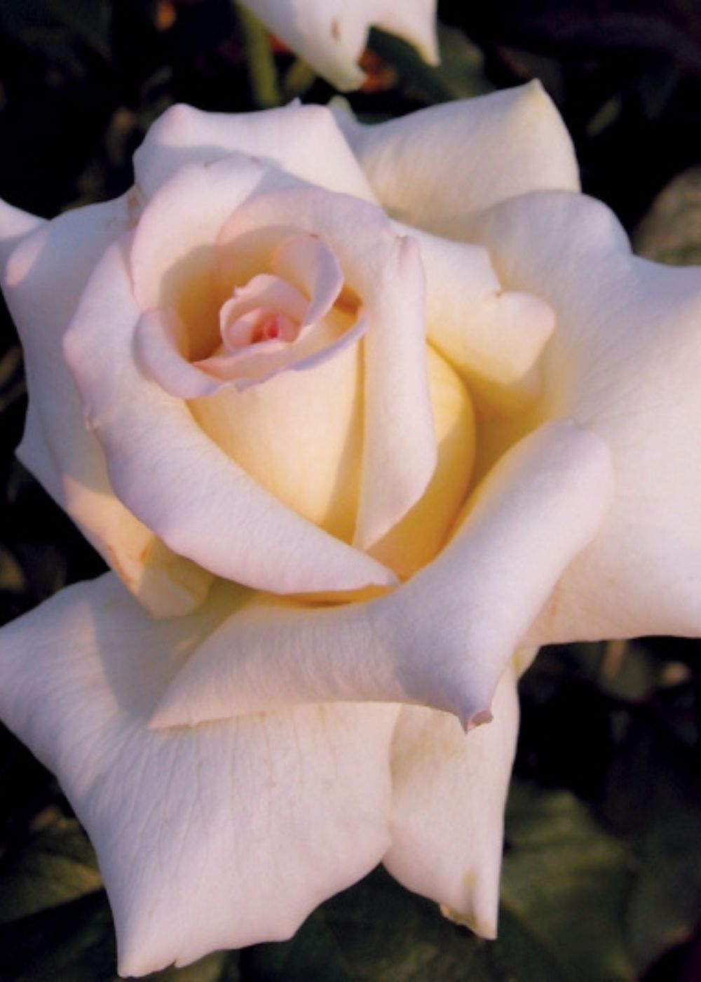 Caroline de Monaco® Rose Bare Root - Menagerie Farm &amp; Flower