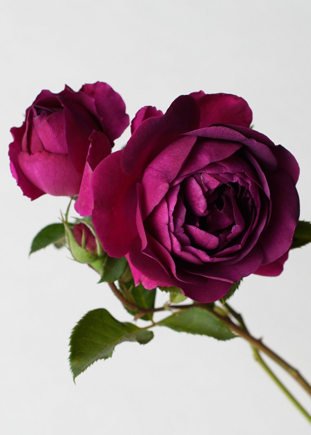 Celestial Night™ Rose Bare Root - Menagerie Farm &amp; Flower