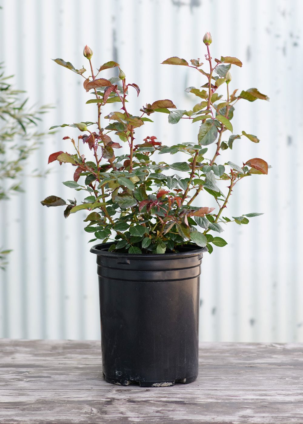 Chantilly Cream™ Rose Potted - Menagerie Farm & Flower