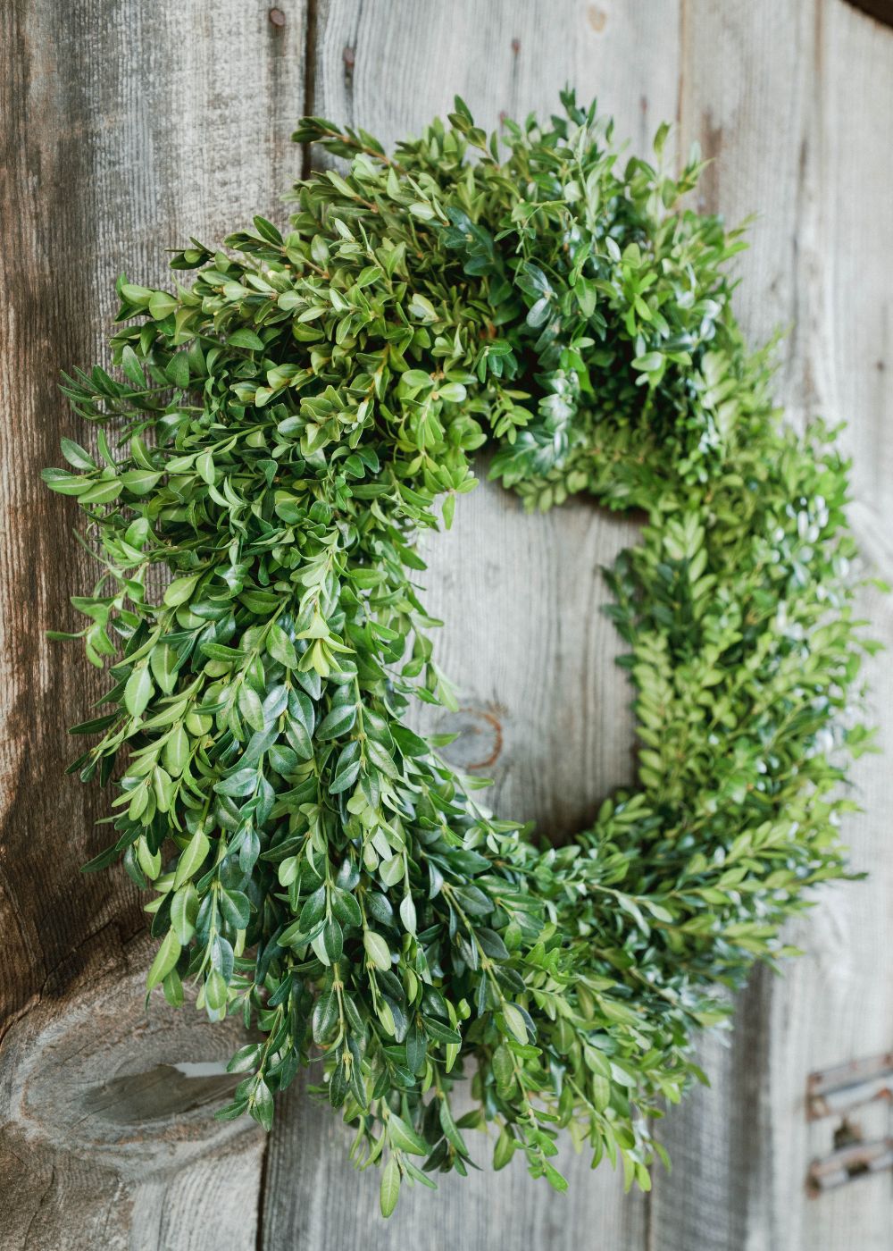 Classic Holiday Boxwood Wreath - Menagerie Farm &amp; Flower