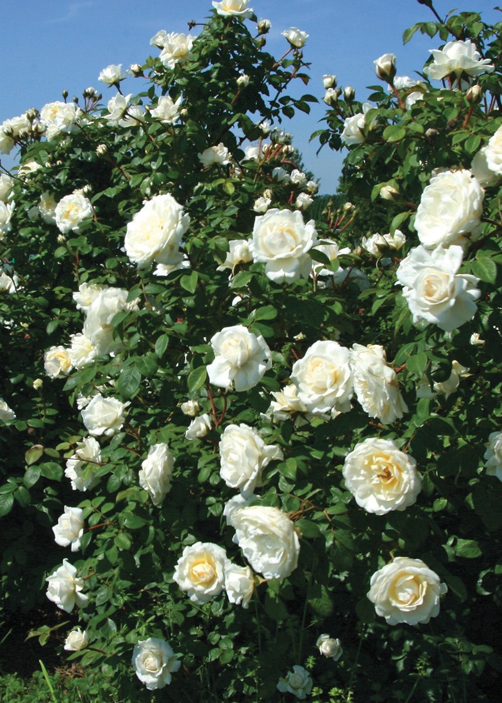 Cloud 10™ Rose Bare Root - Menagerie Farm & Flower