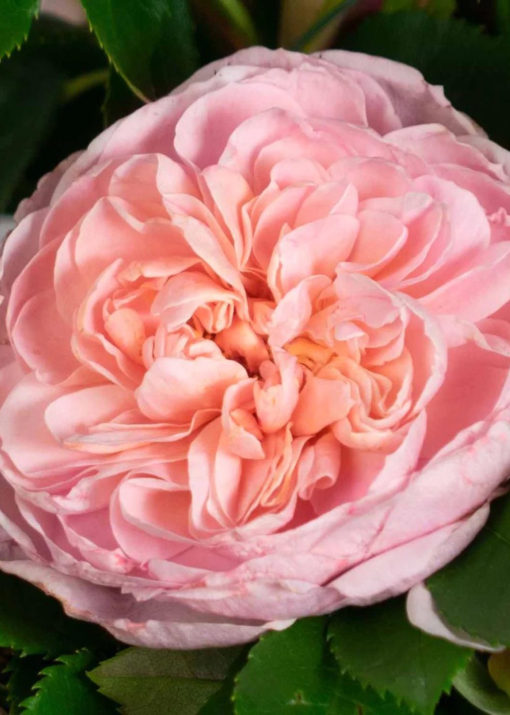 Colette™ Rose Bare Root - Menagerie Farm &amp; Flower