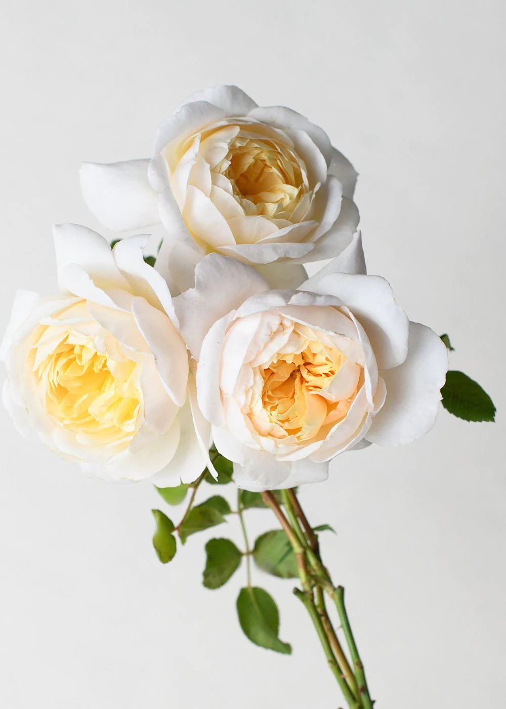 Crocus Rose Bare Root (Archived) - Menagerie Farm & Flower