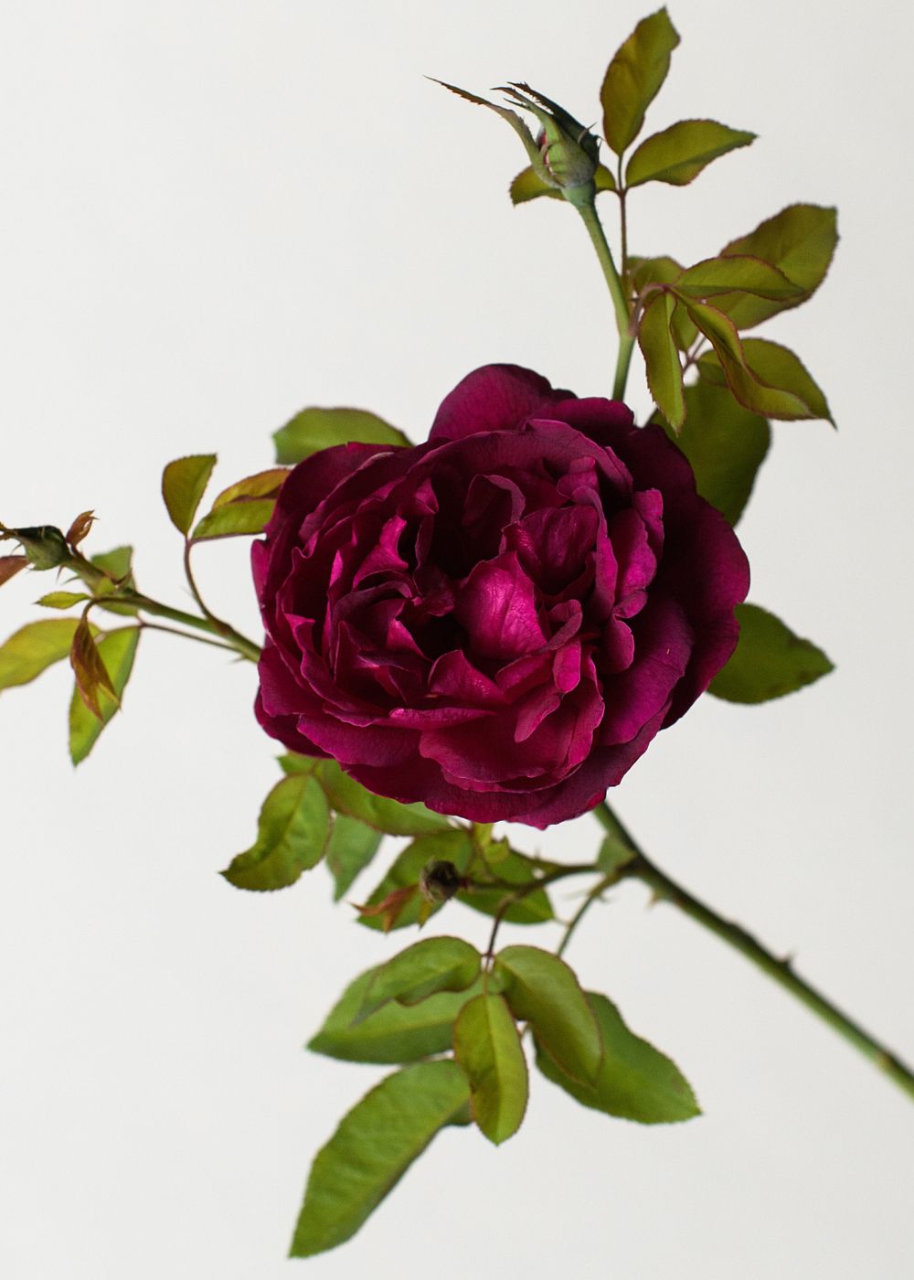 Darcey Bussell Rose Bare Root - Menagerie Farm &amp; Flower