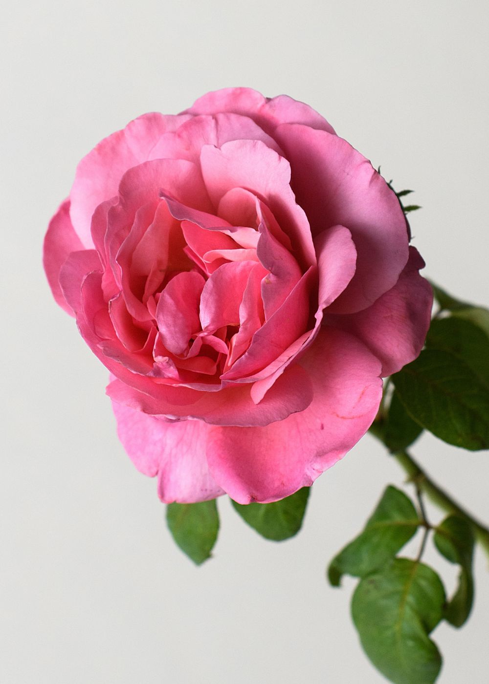Dee-Lish® Rose Bare Root - Menagerie Farm &amp; Flower
