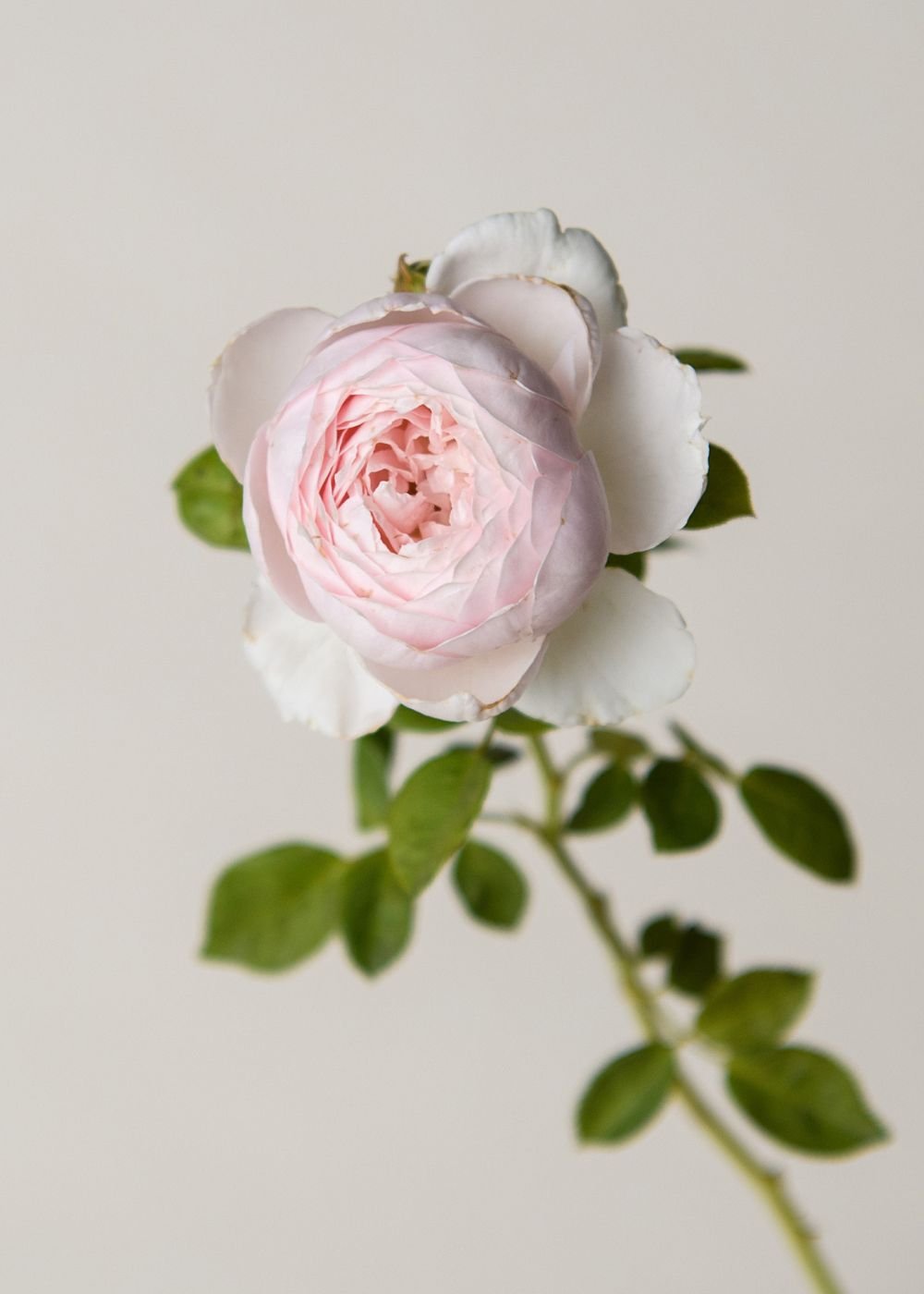 Earth Angel™ Parfuma® Rose Bare Root - Menagerie Farm &amp; Flower