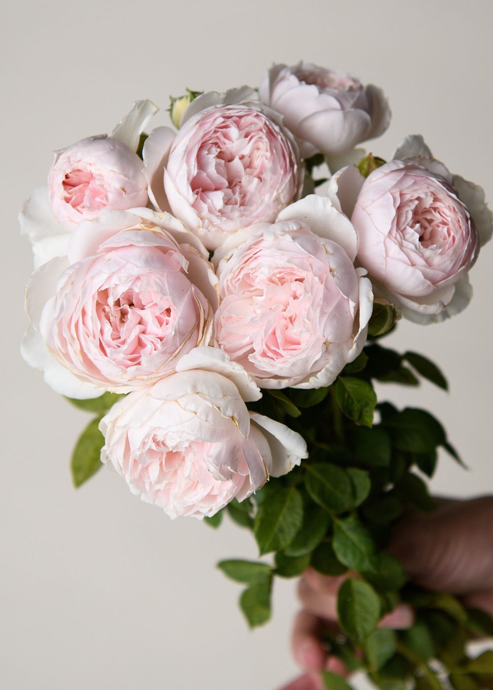 Earth Angel™ Parfuma® Rose Bare Root - Menagerie Farm & Flower