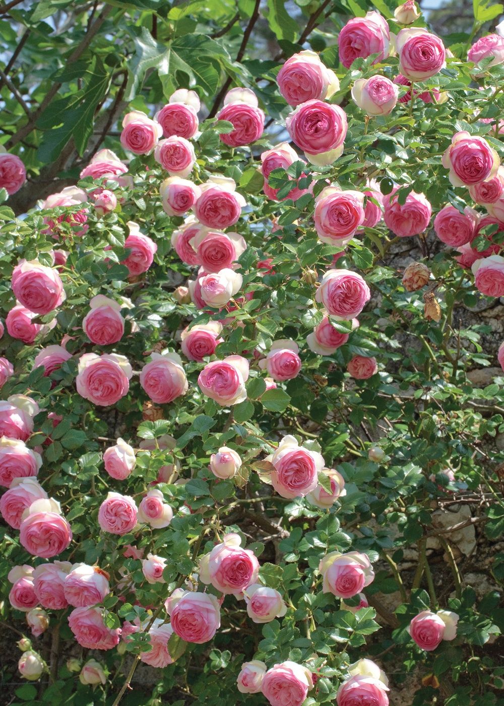 Eden Climber® Rose Bare Root - Menagerie Farm & Flower