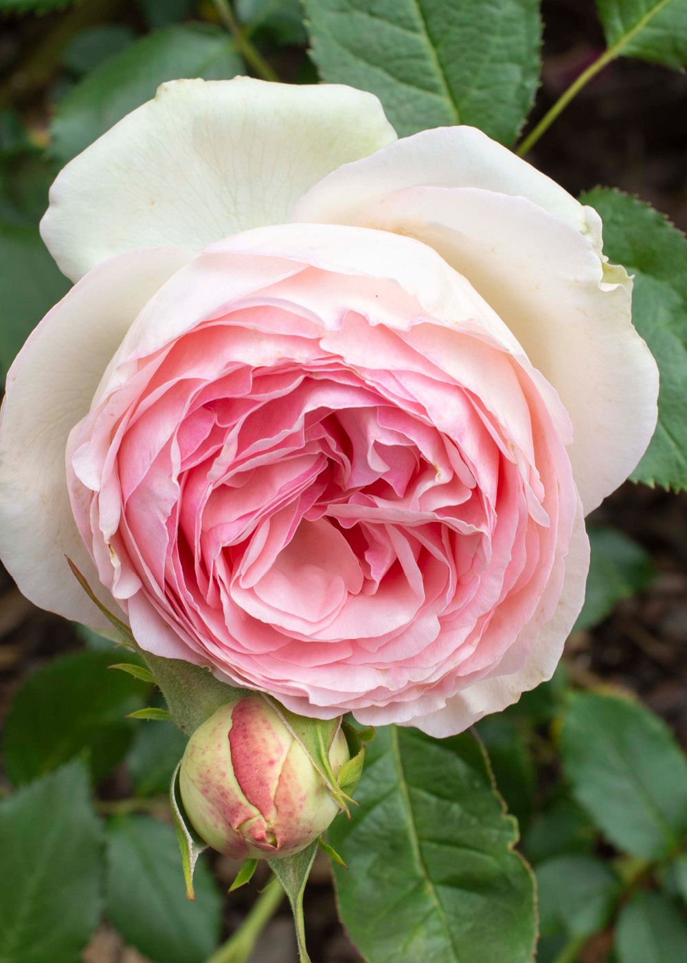 Eden Climber® Rose Bare Root - Menagerie Farm &amp; Flower