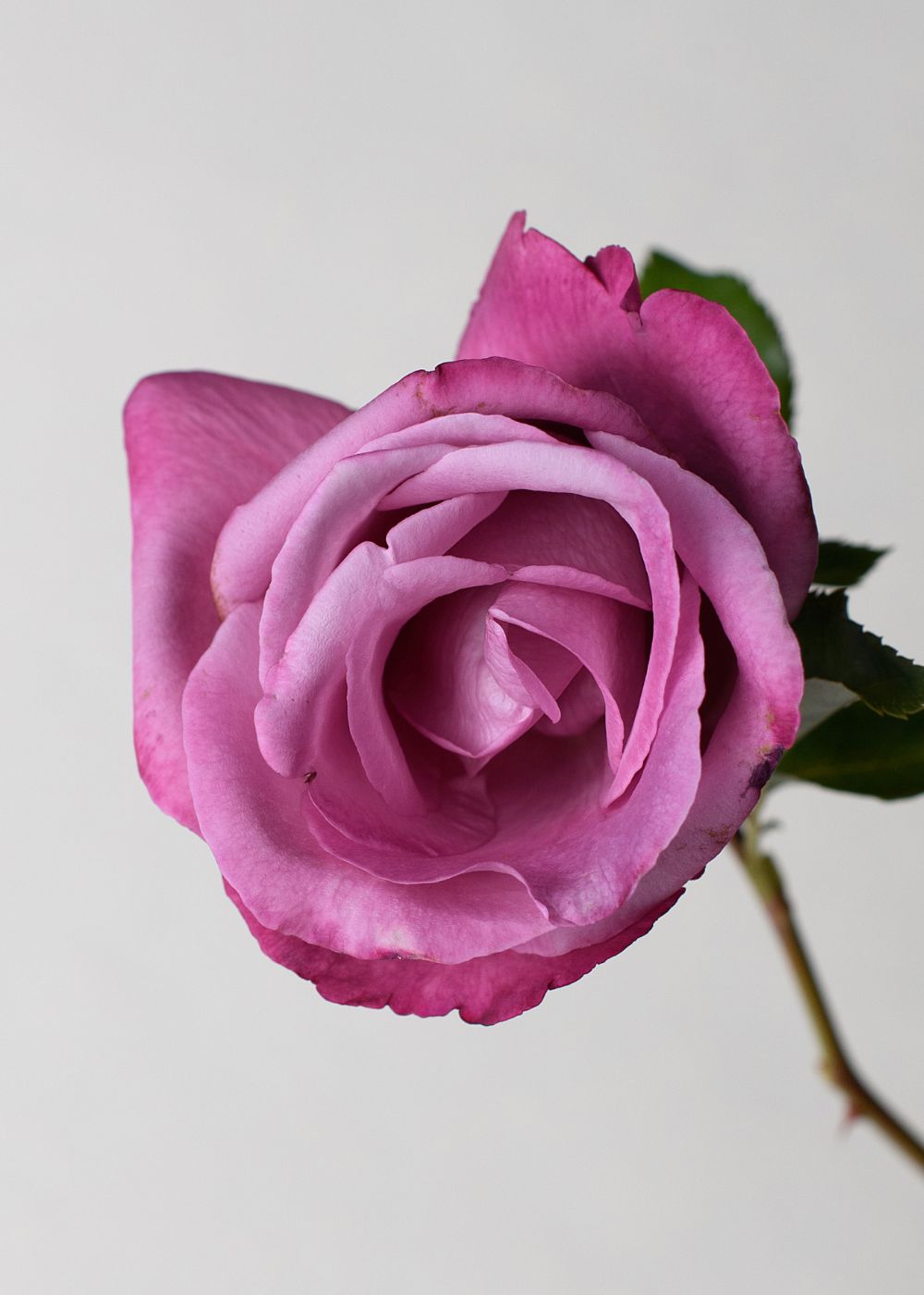Fragrant Plum Rose Bare Root - Menagerie Farm & Flower