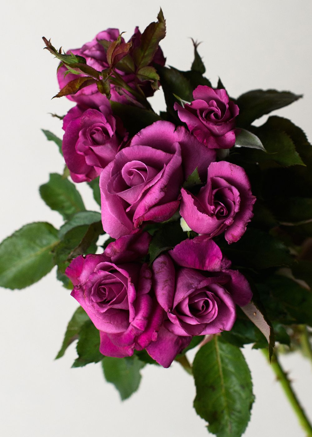 Fragrant Plum Rose Bare Root - Menagerie Farm &amp; Flower