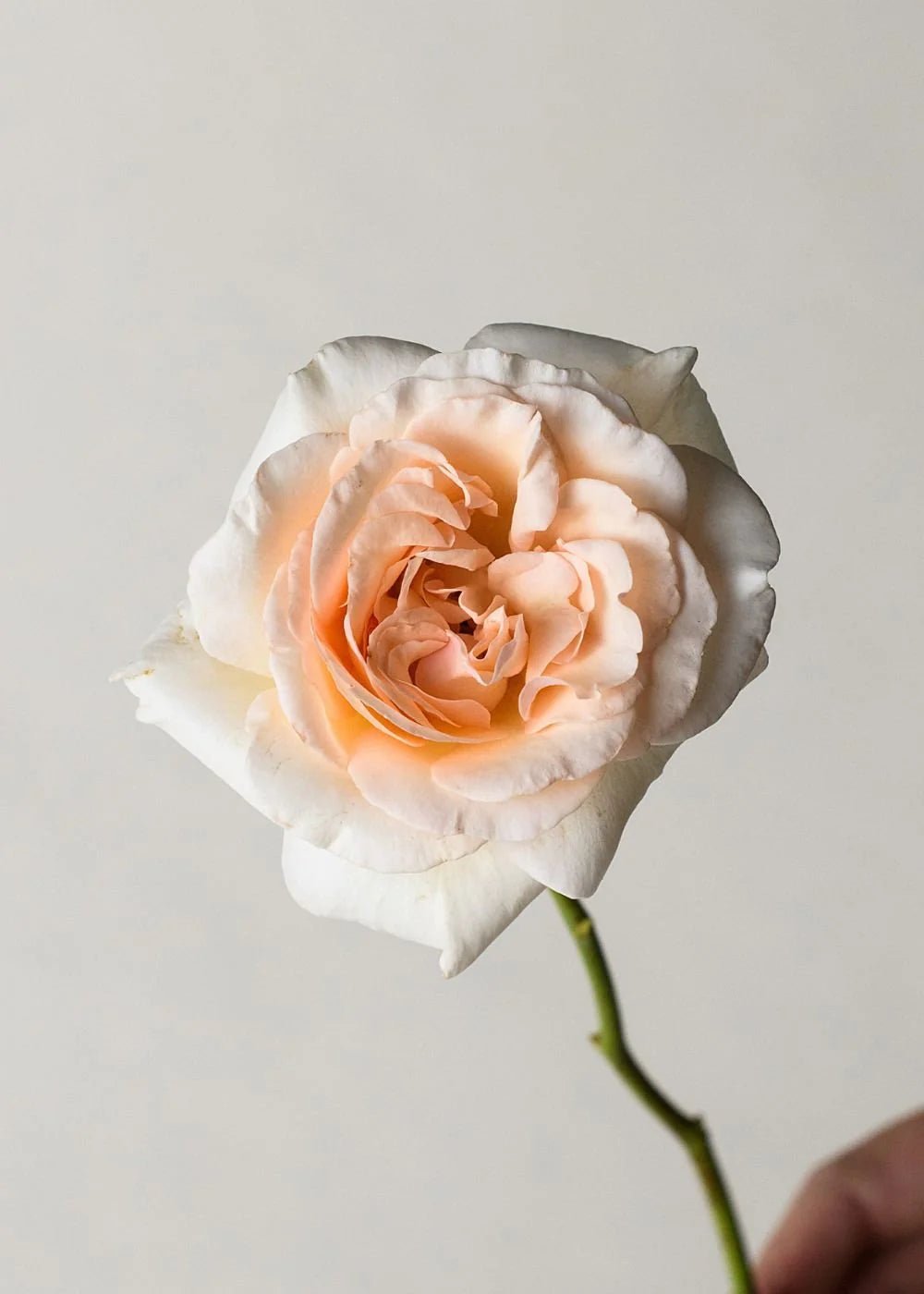 Francis Meilland® Rose Potted - Menagerie Farm & Flower