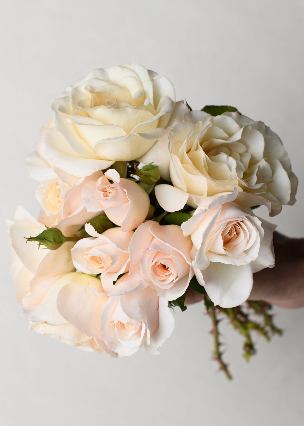 French Lace Potted Tree Rose (Archived) - Menagerie Farm & Flower
