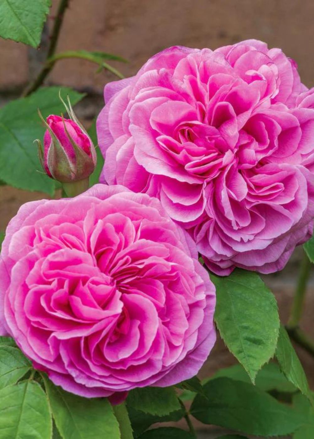 Gertrude Jekyll® Rose Bare Root - Menagerie Farm &amp; Flower