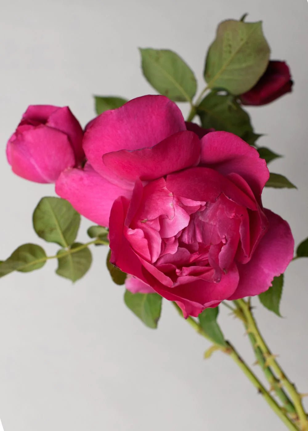 Grande Dame™ Rose Potted - Menagerie Farm &amp; Flower