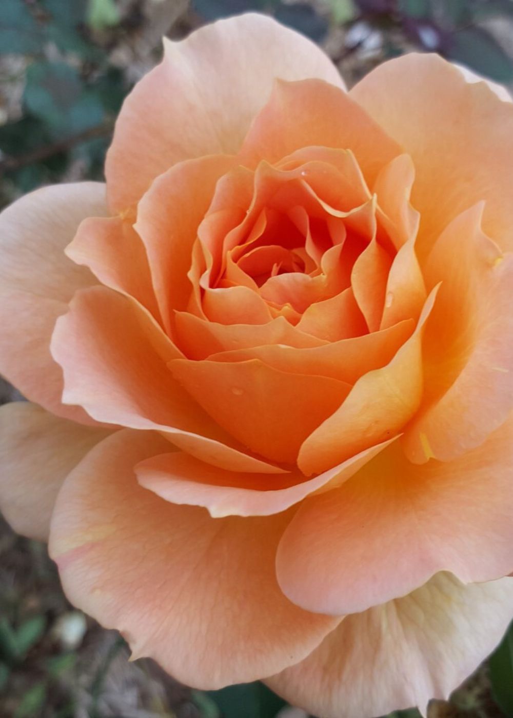 Honey Perfume™ Rose Bare Root - Menagerie Farm &amp; Flower