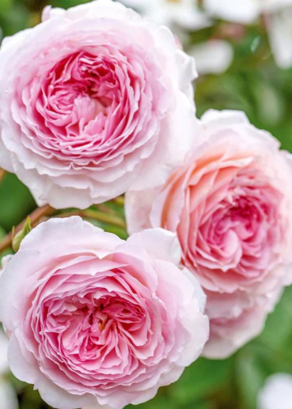 James Galway® Rose Bare Root - Menagerie Farm & Flower