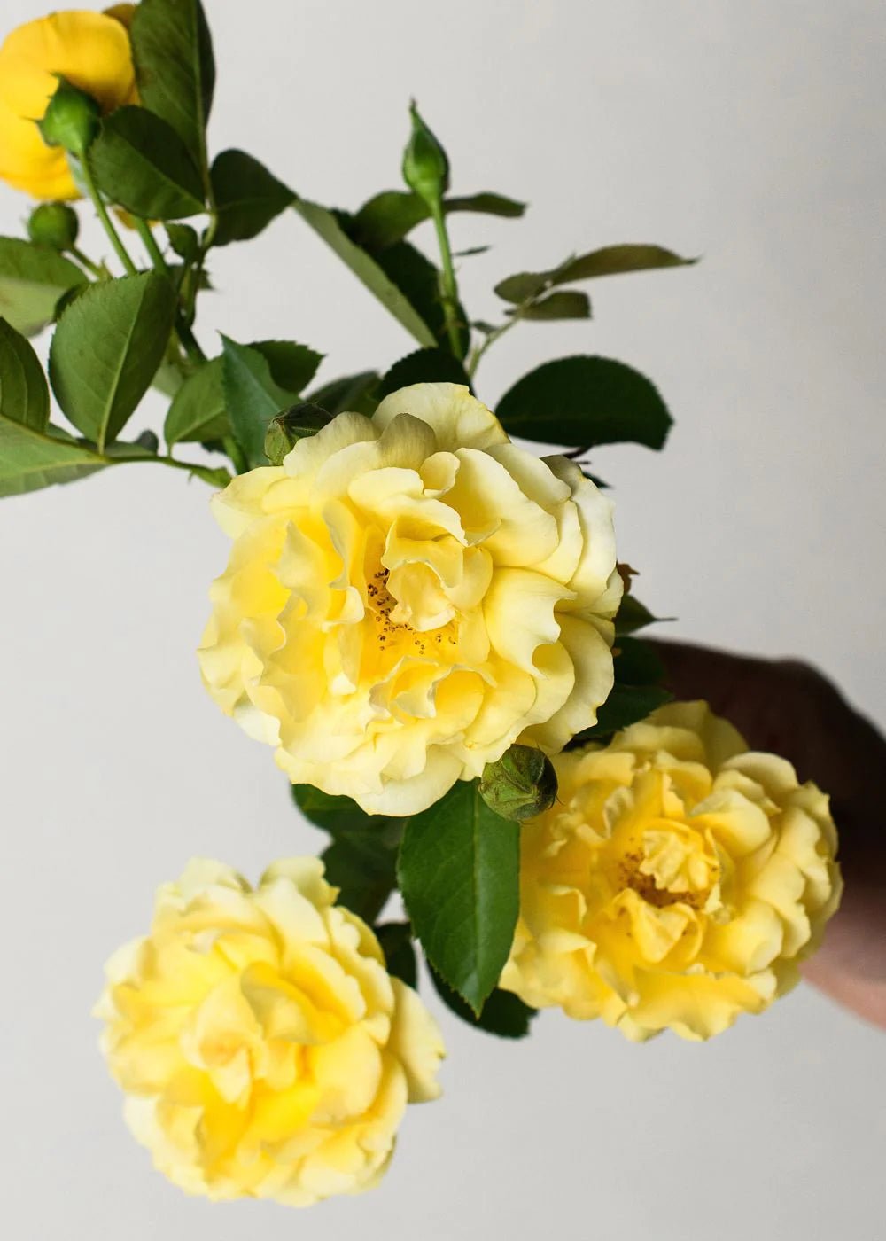 Julia Child™ Potted Tree Rose - Menagerie Farm &amp; Flower