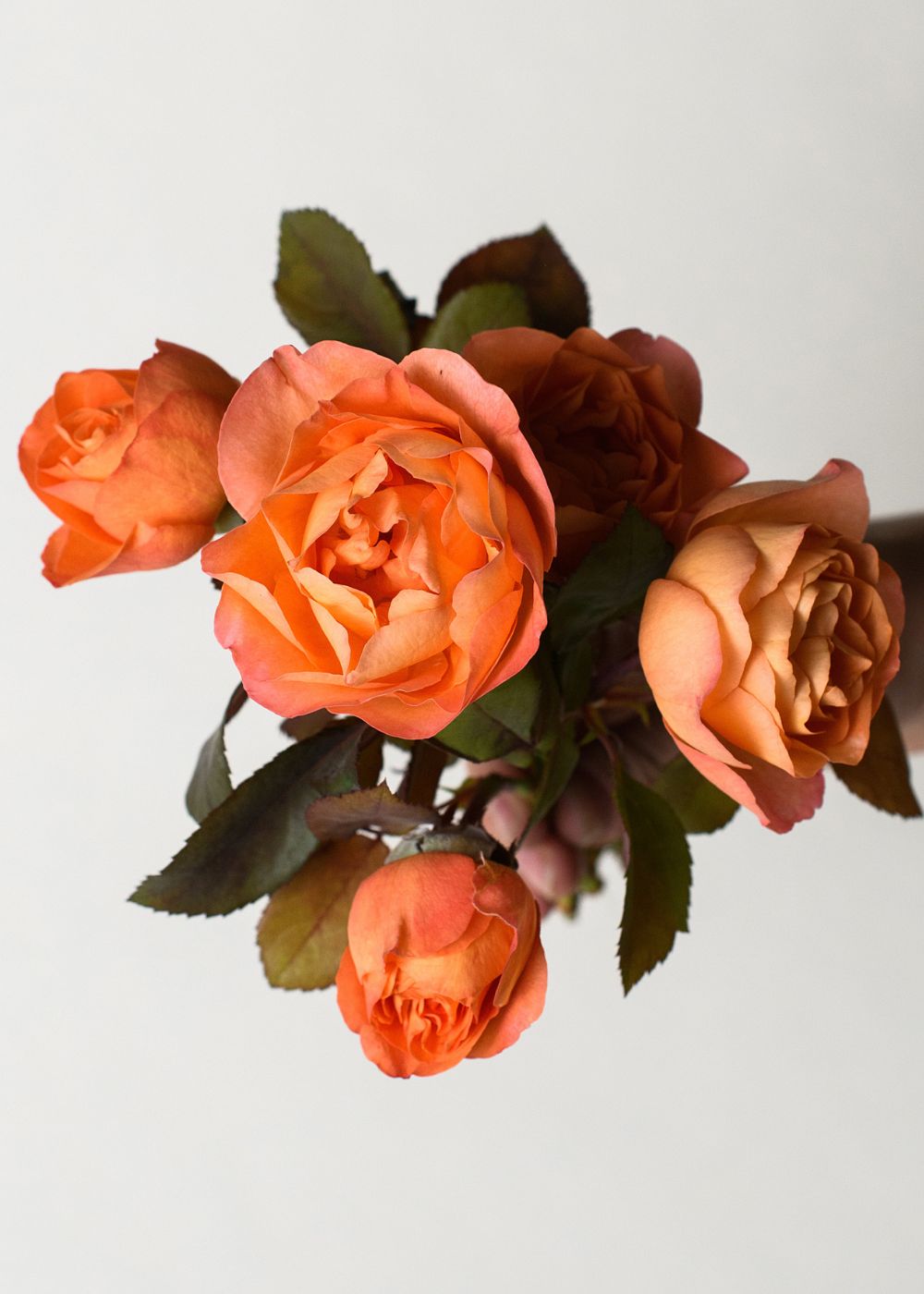 Lady Emma Hamilton Rose Potted (Archived) - Menagerie Farm & Flower