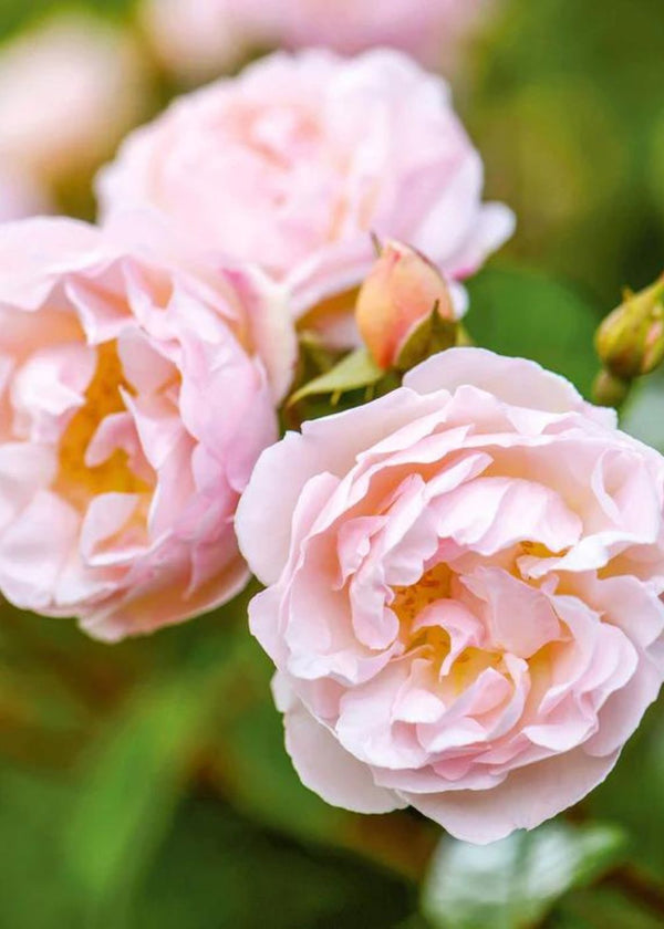 Lady of the Lake David Austin Potted Rose - Menagerie Farm & Flower