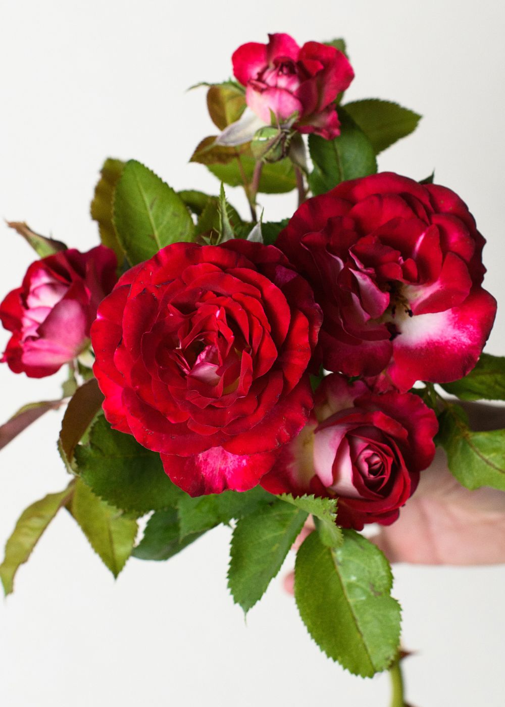 Love At First Sight™ Rose Bare Root - Menagerie Farm &amp; Flower