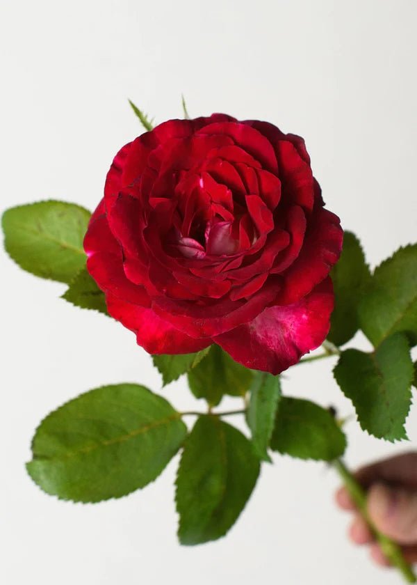 Rose H!Baby Shabetpoa Primae。      1 Love At First Sight™ Potted Rose - Menagerie Farm & Flower