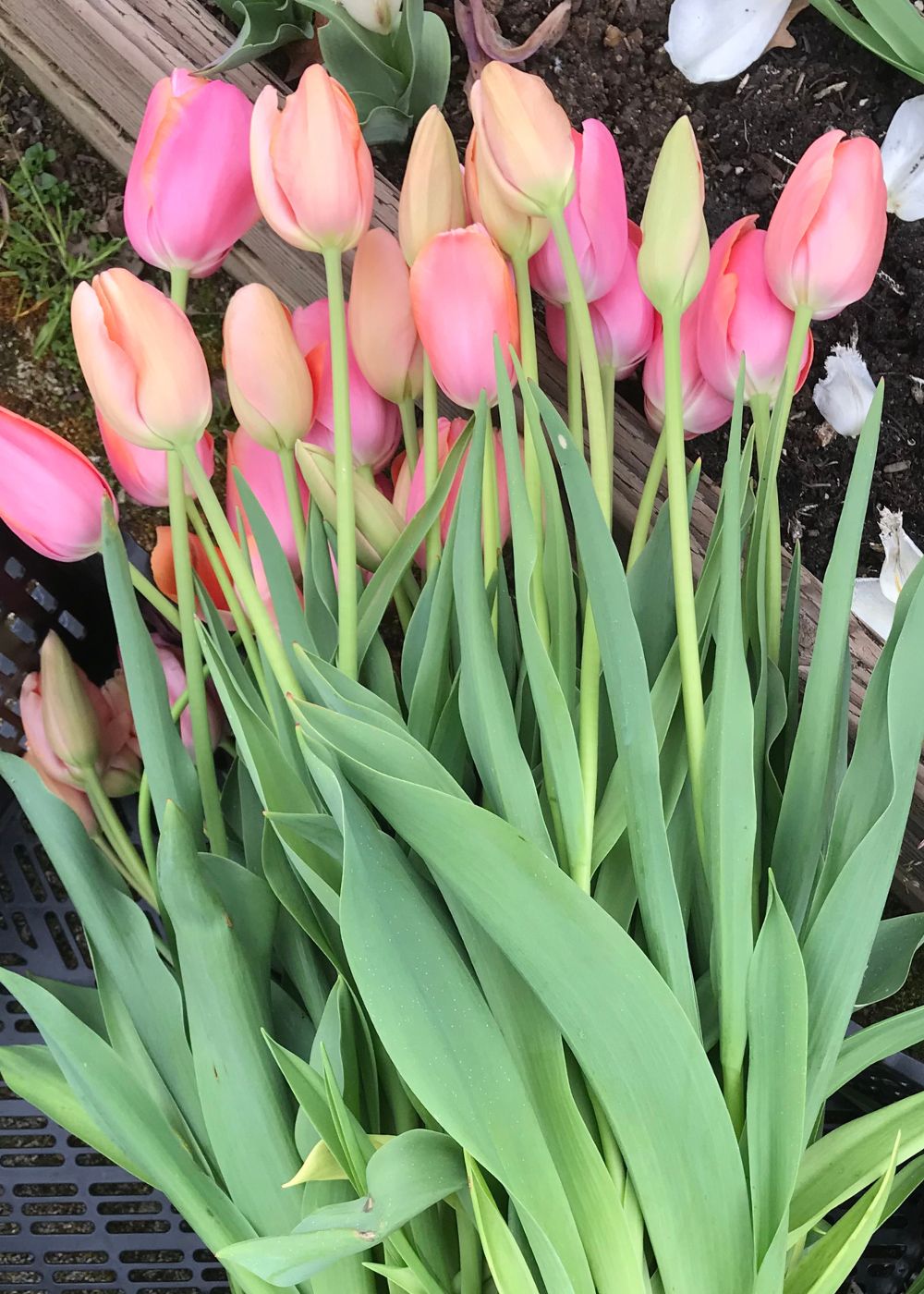 Menton Tulip Bulbs - Menagerie Farm &amp; Flower