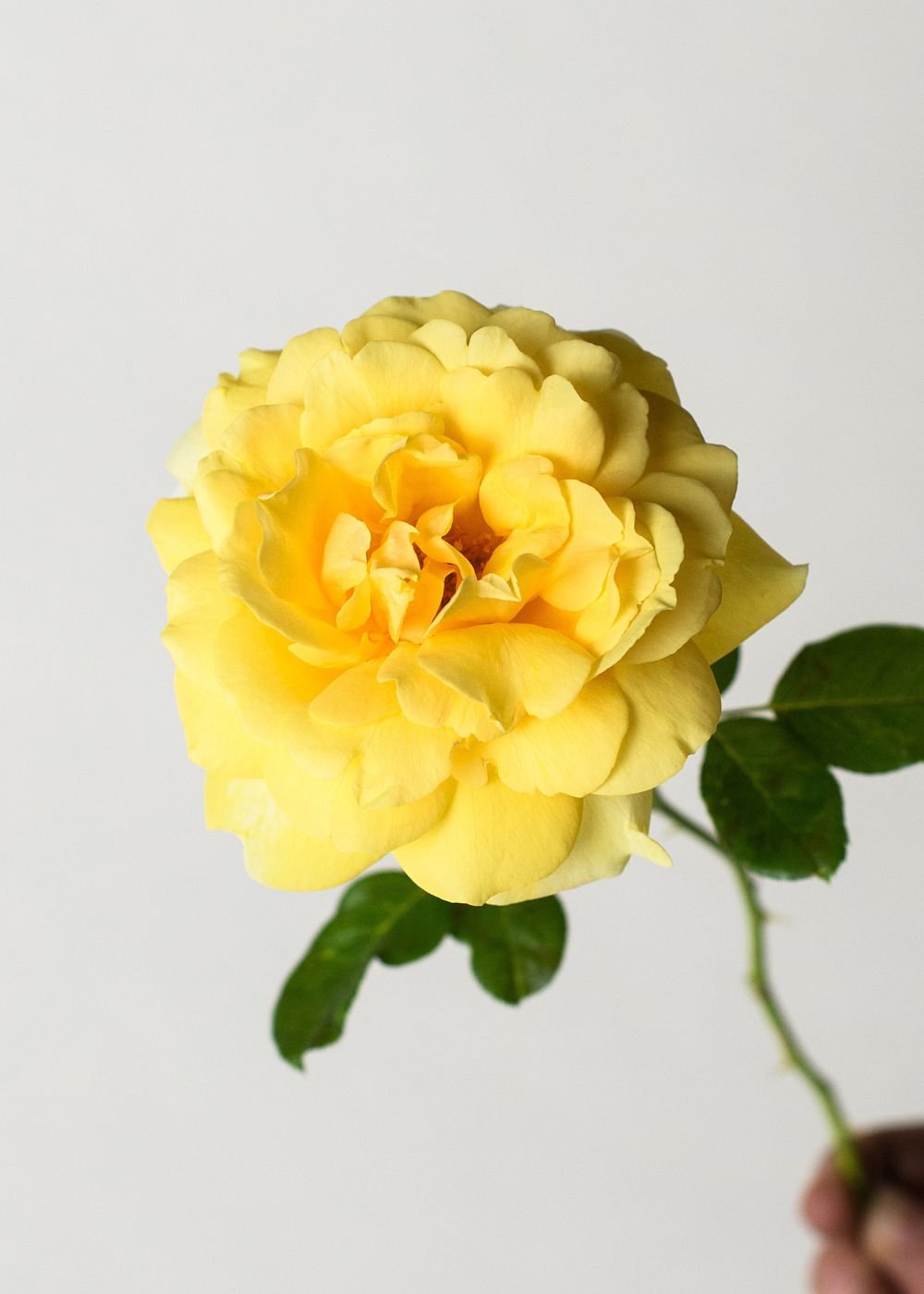 Michelangelo™ Rose Bare Root - Menagerie Farm &amp; Flower