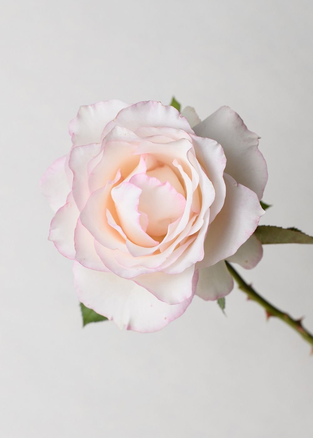 Moonstone™ Rose Bare Root - Menagerie Farm &amp; Flower