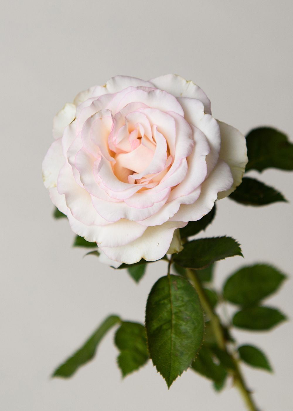 Moonstone™ Rose Bare Root - Menagerie Farm &amp; Flower