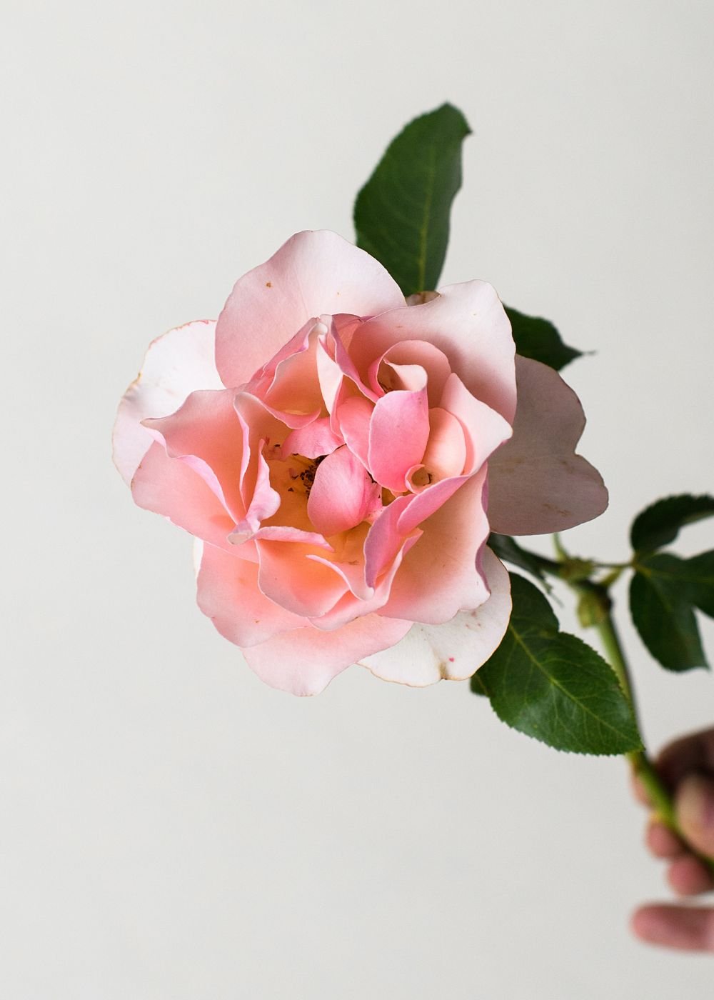 Mother of Pearl® Rose Bare Root - Menagerie Farm &amp; Flower