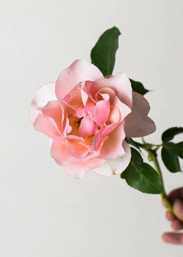 Mother of Pearl® Rose Potted (Archived) - Menagerie Farm & Flower